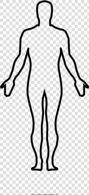 Human Body Coloring Page   Homo Sapiens Full Body Drawing  HD Png Download