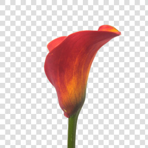 Calla Trinity   Arum  HD Png Download