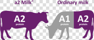 Cows Png  Transparent Png