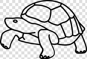 Galápagos Islands Tortoise Turtle Drawing Clip Art   Drawing Of Tortoise Tail  HD Png Download