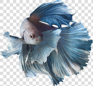 Clip Art Betta Fish In The Wild   Siamese Fighting Fish Png  Transparent Png