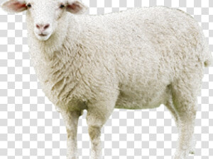 Sheep Png Transparent Images   Sheep  Png Download