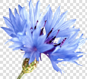 Blue Cornflowers Watercolor Painting  HD Png Download