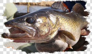 Walleye Grunge   Winnipeg  HD Png Download