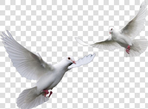 Doves Wedding Doves Png   Transparent White Dove Png  Png Download