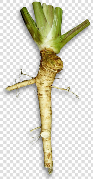 Wasabi Plant Vs Horseradish   Horseradish Transparent  HD Png Download