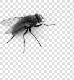 Download This High Resolution Fly In Png   Transparent Background Fly Gif  Png Download