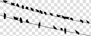 Birds On Wires Silhouette   Birds On A Wire Transparent  HD Png Download