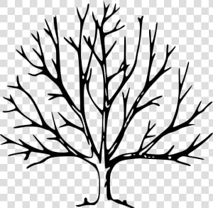 Tree Drawing With Branches Clipart   Png Download   Tree Drawing With Branches  Transparent Png