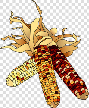 Transparent Corn Cob Png   Indian Corn Clipart  Png Download