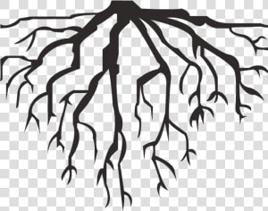 Hausarrest ▻ Deep Roots   Roots Vector Png  Transparent Png