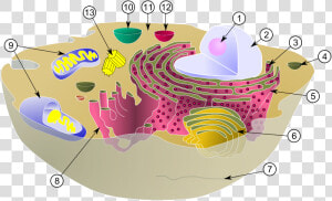 Diagram Of A Typical Animal Cell With Its Organelles   Intracellular Fluid In Cell  HD Png Download