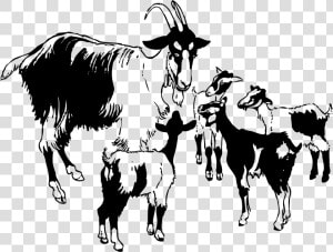 Goat Essay In English  HD Png Download