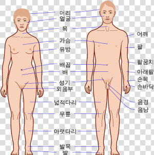 Human Body Outline   Human Body  HD Png Download