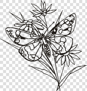 Pencil Of Butterflies At   Flowers And Butterfly Line Drawings  HD Png Download