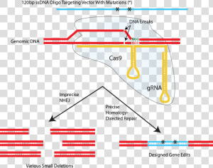 Nhej And Hdr   Cas9 Single Stranded Dna  HD Png Download