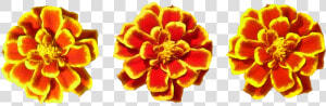 Marigolds Png Transparent   Marigold Flower Toran Png  Png Download