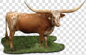 Texas Figure ox bull cow goat   Texas Longhorn Cattle Png  Transparent Png