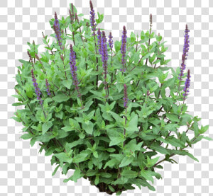 Garden Bush Png   Shrub Flower Png  Transparent Png