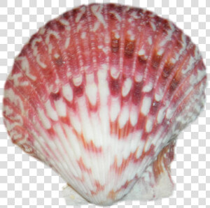 Download Seashell Latest Version   Seashell Transparent  HD Png Download