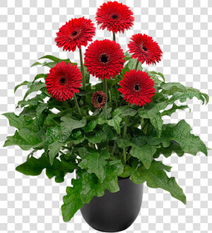 Barberton Daisy  HD Png Download