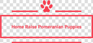 Home Raise Pomeranian Puppies   Carmine  HD Png Download