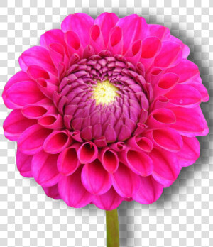 Dahlia  Pink  Flower  Png  Isolated   Dahlia  Transparent Png