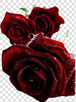  rosas🌹 Rojas  flores  stickers   Beautiful Dark Red Roses  HD Png Download