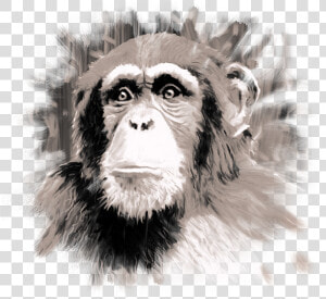 Common Chimpanzee  HD Png Download