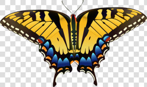 Yellow Butterfly Png Clip Art   Eastern Tiger Swallowtail Drawing  Transparent Png