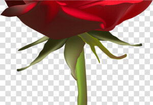 Beautiful Red Rose Png Clip Art Image Gallery Yopriceville   Rose  Transparent Png