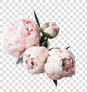 Flower Desktop Wallpaper Peonies Clipart   Png Download   Peonies Png  Transparent Png