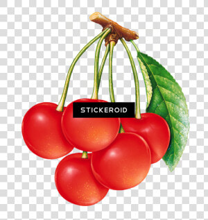 Cherries Cherry Fruits Nuts Clipart   Png Download   Fruits Painted  Transparent Png