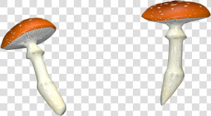 Shiitake  HD Png Download