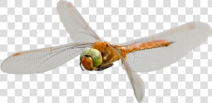 Norfolk Hawaker Dragonfly   Hawker Dragonflies  HD Png Download