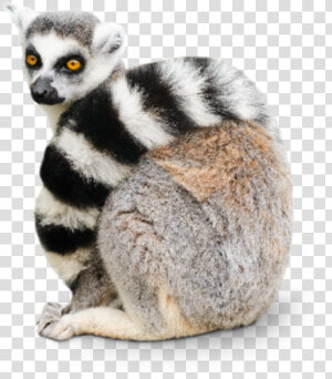 Transparent Ring Tailed Lemur  HD Png Download