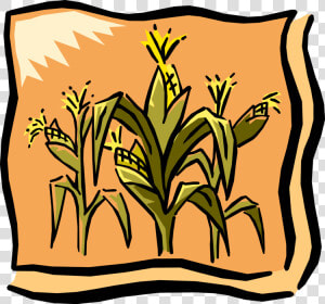 Vector Illustration Of Farm Cornfield Corn Crop In   Corn Graphic  HD Png Download