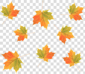 Cascading Maple Fall Leaves  HD Png Download