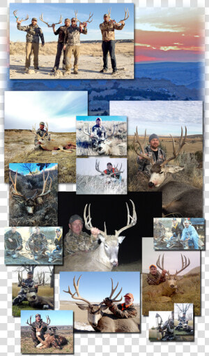 Quarter Transparent Caribou   Hunting Collage  HD Png Download