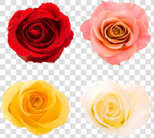 Roses  Rose Buds  Bloom  Rose  Flower Rose  Bud  Garden   New Chapter Of The Same Book  HD Png Download