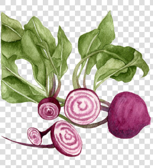 Chioggia beets   Beetroot  HD Png Download