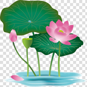 Transparent Pink Lotus Flower Clipart   Lotus Flower Vector Png  Png Download