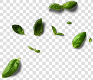 Brussels Sprout  HD Png Download