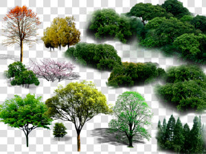 Tree Png File Hd Clipart   Png Planting  Transparent Png