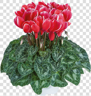 Cyclamen  HD Png Download