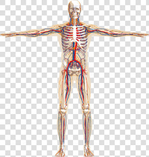 Png Image With Transparent Background   Nervous System Transparent Background  Png Download