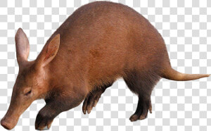 Aardvark   Article  HD Png Download