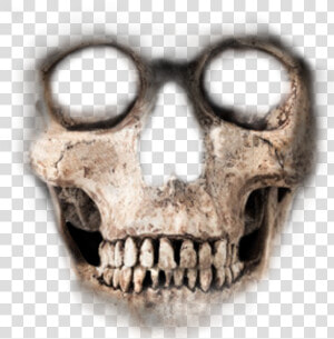 Skeleton Face Png   Skeleton Face For Photoshop  Transparent Png