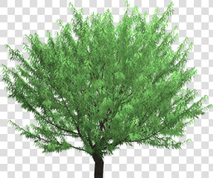 Mexican Pinyon  HD Png Download