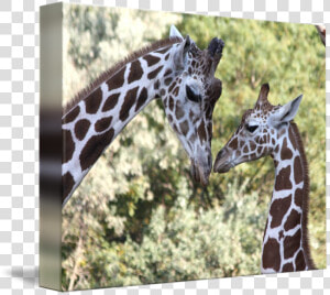 Mom  amp  Baby Giraffe Graphic Png   Mom  amp  Baby Giraffe  Transparent Png